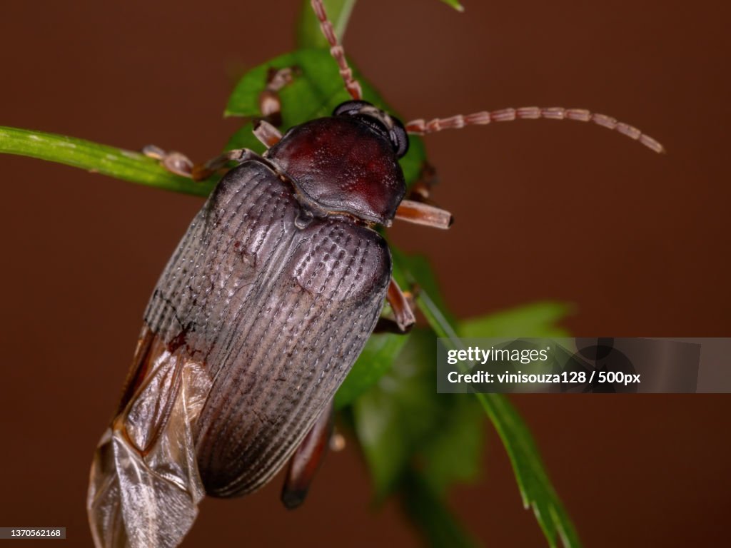 Adult Bean Weevil,Close-up of insect on plant stem,Brazil