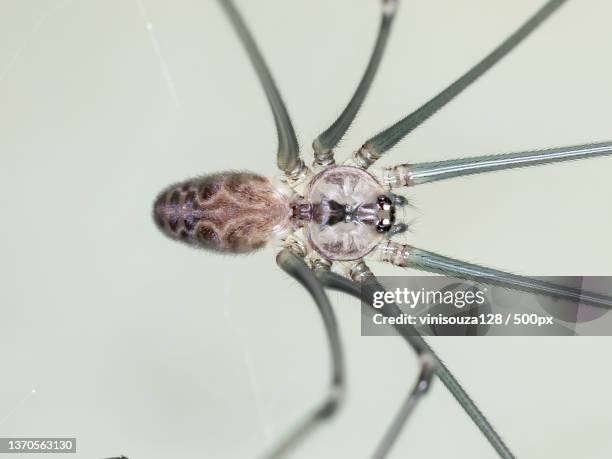 brazilian cellar spider,close-up of spider on web,brazil - brown recluse spider stock-fotos und bilder