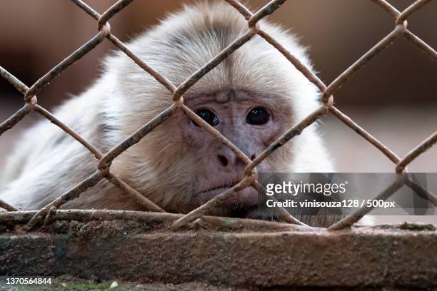 close-up of capuchin monkey in cage,brazil - cebus albifrons stock pictures, royalty-free photos & images
