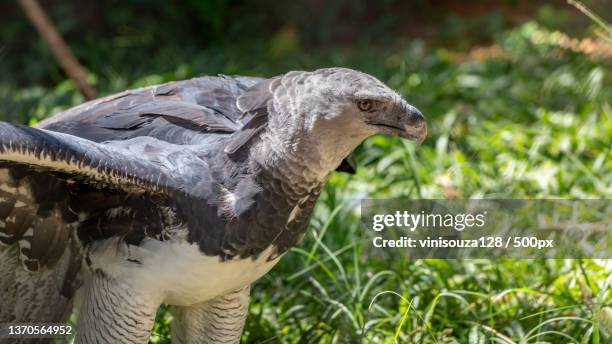 harpy eagle,close-up of booby perching on field,brazil - harpy eagle stock-fotos und bilder