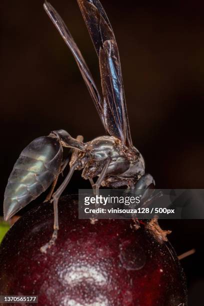 adult warrior wasp,close-up of insect on red flower,brazil - polistes wasps stock pictures, royalty-free photos & images