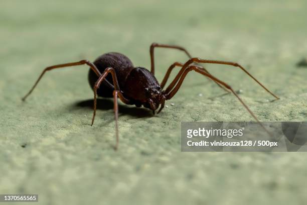 brazilian spitting spider,close-up of ant on leaf - brown recluse spider stockfoto's en -beelden