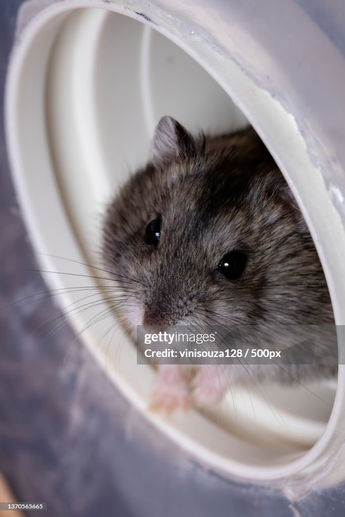 Campbells dwarf hamster,Close-up of rat in container