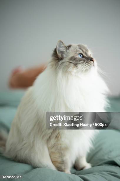 side view of a ragdoll cat sitting on bed - siberian cat stockfoto's en -beelden