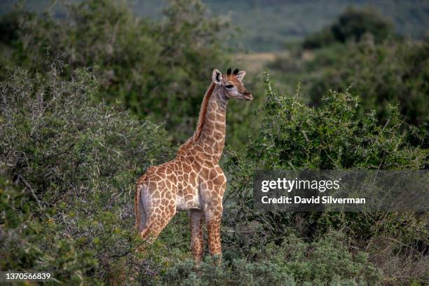 Baby giraffe looks for its mother amongst the thorn bushes at the Shamwari Private Game Reserve on February 6, 2022 near the town of Paterson in...