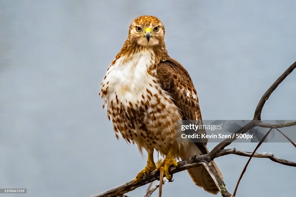 Red-tailed Hawk Buteo jamaicensis,Low angle view of eagle perching on branch,Tifft Nature Preserve,United States,USA