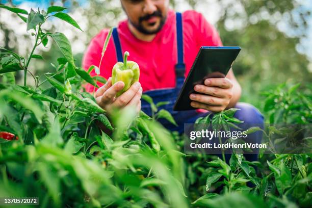 farmer using a digital tablet - paprika stock pictures, royalty-free photos & images