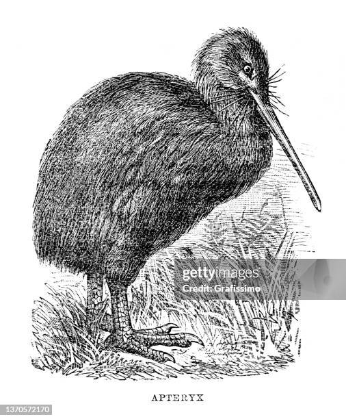 ニュージーランドの無飛行鳥キウイは1896年を描く - kiwi bird in new zealand点のイラスト素材／クリップアート素材／マンガ素材／アイコン素材