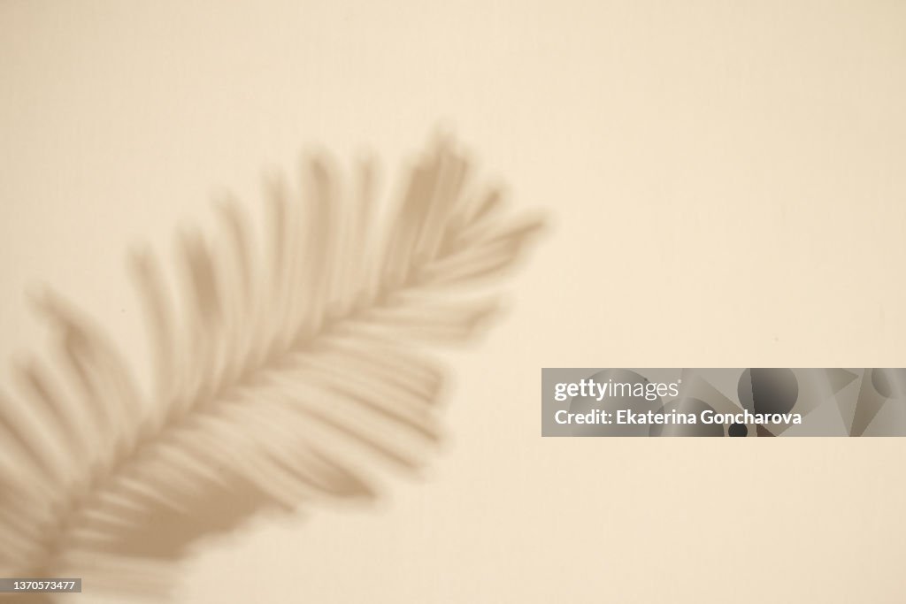 Background with beautiful shadow on the wall from a palm leaf in pastel colors