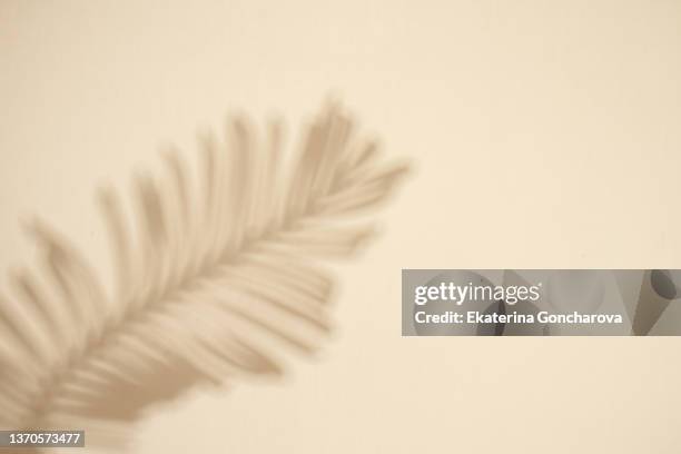 background with beautiful shadow on the wall from a palm leaf in pastel colors - ombre photos et images de collection