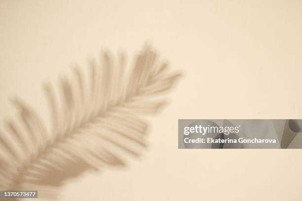 background with beautiful shadow on the wall from a palm leaf in pastel colors - beige background stockfoto's en -beelden