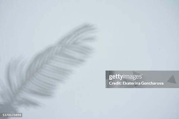 background with beautiful shadow on the wall from a palm leaf in pastel colors - silver fern stock pictures, royalty-free photos & images