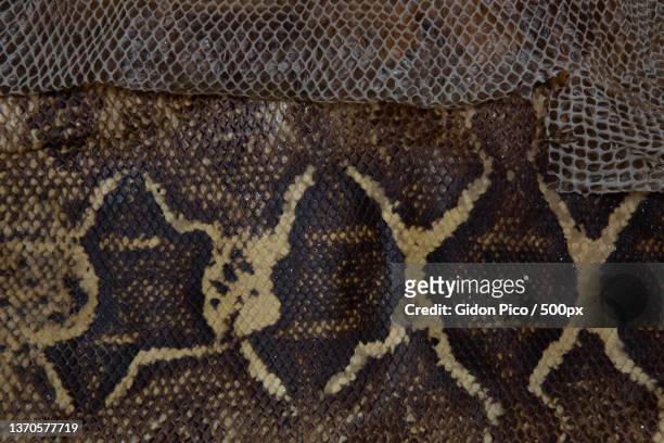 real snakeskin showing scales and texture for background - giftige stof stockfoto's en -beelden
