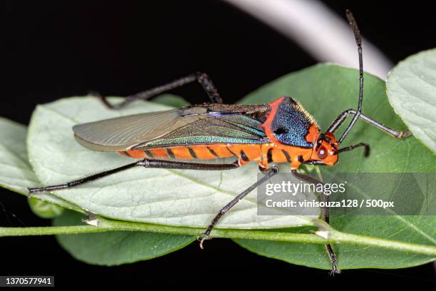 adult leaf-footed bug,close-up of insect on leaf,brazil - inseto stock pictures, royalty-free photos & images