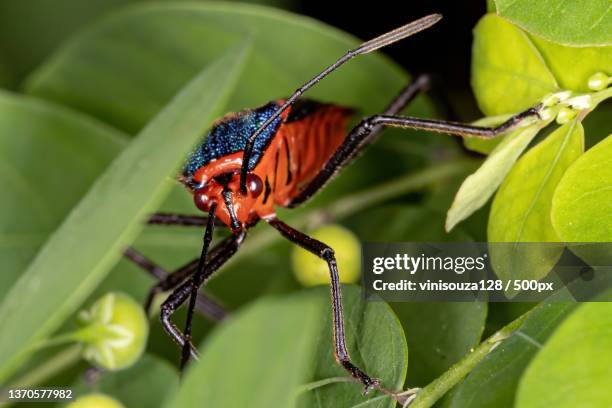 leaf footed bug,close-up of butterfly on leaf,brazil - inseto stock pictures, royalty-free photos & images