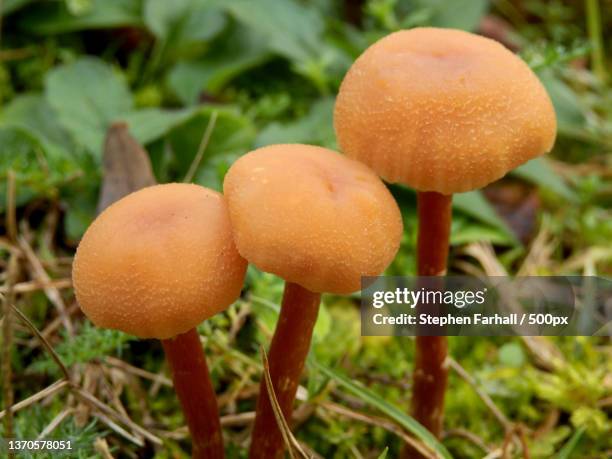 laccaria laccata,close-up of mushrooms growing on field,dordogne,france - laccaria laccata stock pictures, royalty-free photos & images