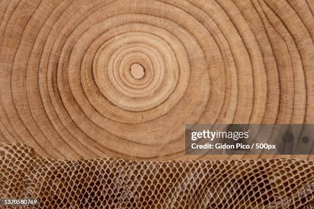 Floor Python Photos and Premium High Res Pictures - Getty Images