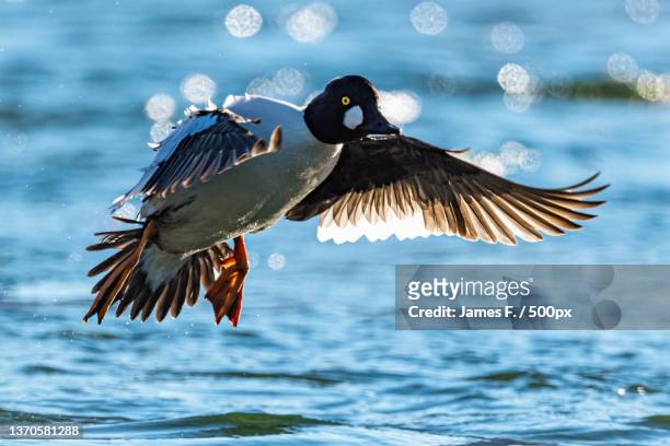 close-up of duck flying over lake - duck bird stock pictures, royalty-free photos & images