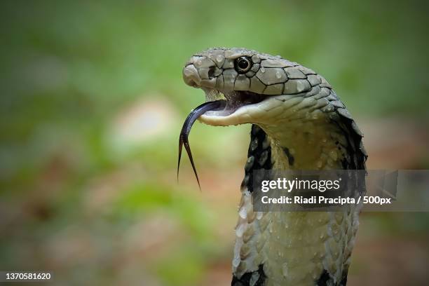 king cobra,close-up of cobra,bekasi,indonesia - cobra stock-fotos und bilder