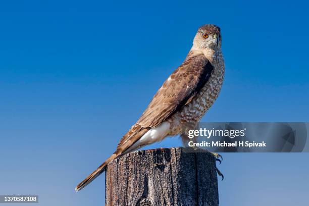 cooper's hawk - habichtartige stock-fotos und bilder