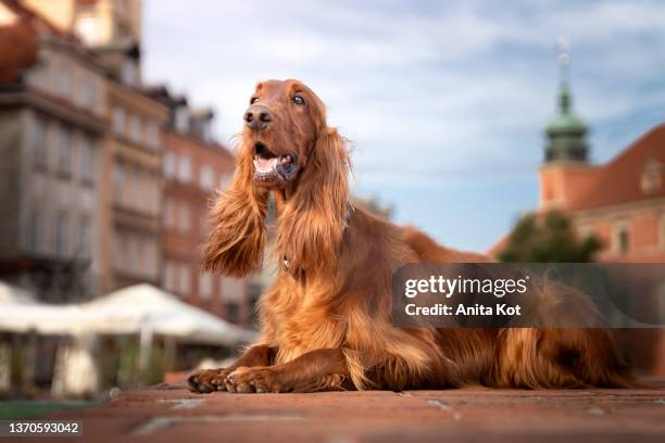 irish setter breed dog - irischer setter stock-fotos und bilder