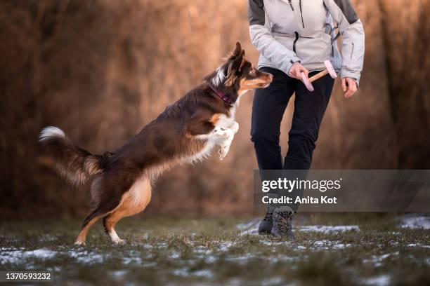 the trainer teaches her dog to retrieve - agility fotografías e imágenes de stock