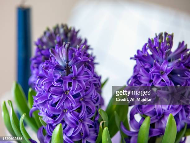 purple hyacinth - persian new year stock pictures, royalty-free photos & images