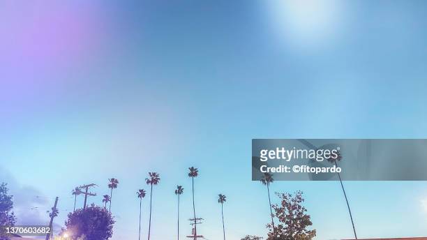 palm trees and a contrasty twilight sky - palm trees california stock pictures, royalty-free photos & images