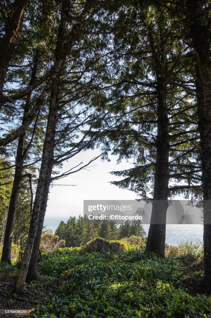 Overlook behind some trees of the Pacific Ocean from a hill in Oregon
