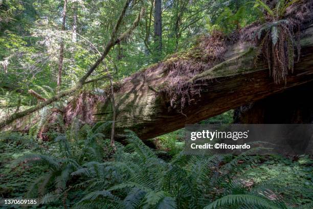 Fallen Tree In Jungle 650 Fallen Tree Jungle Stock Photos, High-Res Pictures, and Images ...