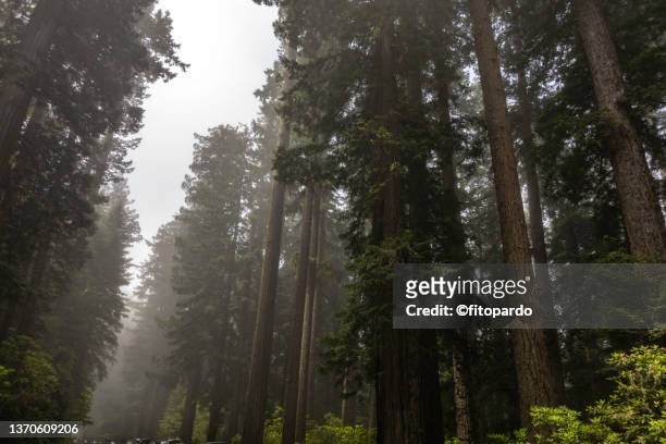 roadblocks in the highway below the giant redwoods - mendocino county stock pictures, royalty-free photos & images