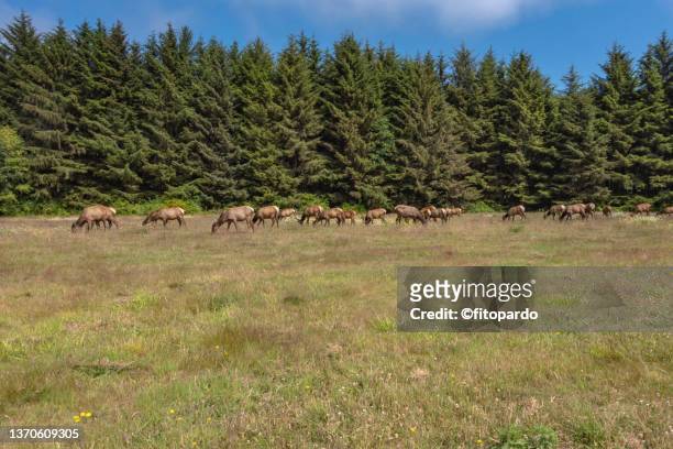 wild deer on a flat field close to crescent city near the redwood state and national parks - crescent city stock pictures, royalty-free photos & images