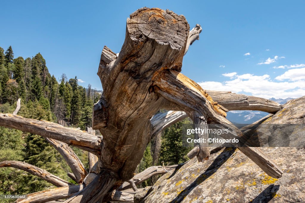 A giant dead tree lays over Moro rock
