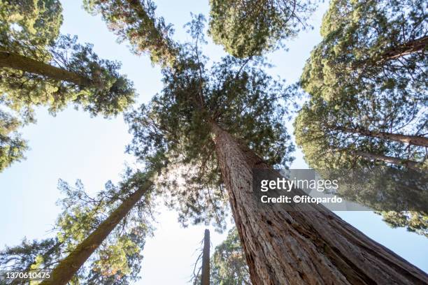 directly below a  sequoia tree in the sequoia national park and forest - directly below tree photos et images de collection
