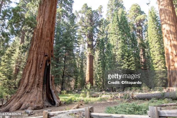 general sherman tree in the horizon behind a large sequoia tree in giant forest of sequoia national park - sequoia national park stock pictures, royalty-free photos & images