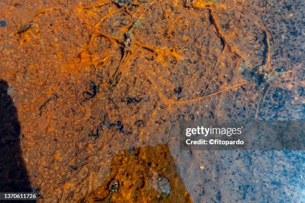 cyanobacteria thermophiles or heat-loving microscopic organisms - cyanobacterium dermocarpa stock pictures, royalty-free photos & images