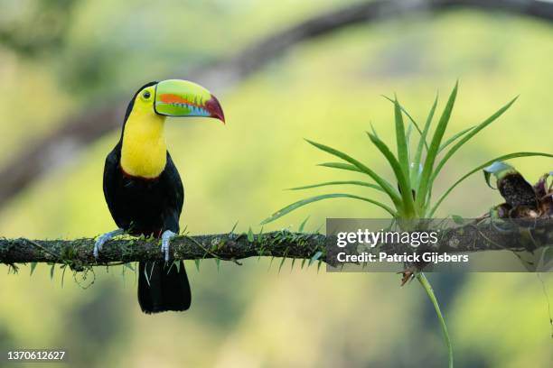 regenbogentukan - cahuita stock-fotos und bilder