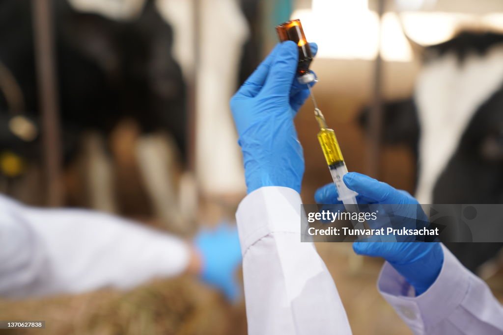 A veterinarian works on a dairy farm.
