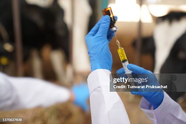 a veterinarian works on a dairy farm. - vaccination barn asian stock pictures, royalty-free photos & images