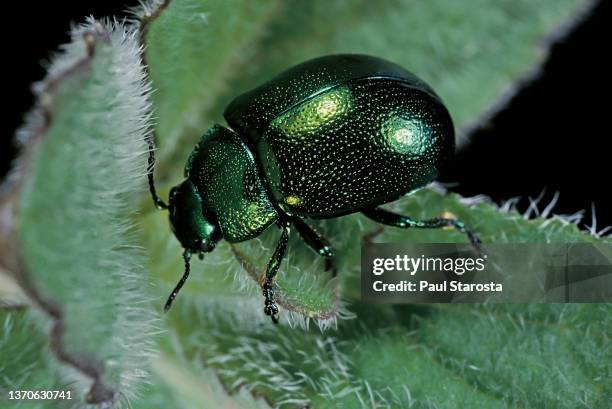 chrysolina herbacea (mint leaf beetle, green mint beetle) - chrysolina stock pictures, royalty-free photos & images