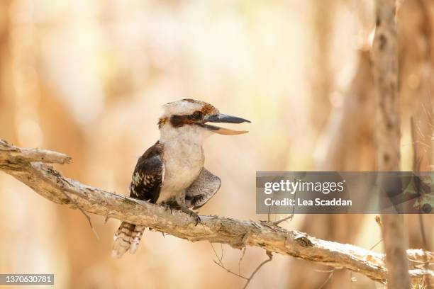 kookaburra - kookaburra stock-fotos und bilder