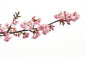 Cherry blossoms on white background