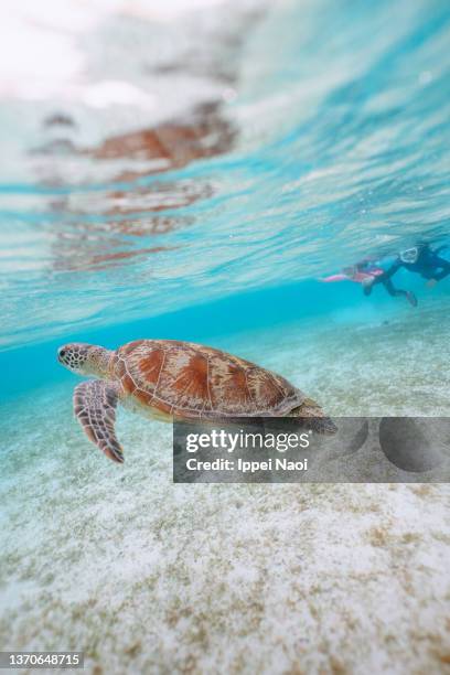 snorkeling with sea turtle in clear lagoon water - famille tortue photos et images de collection