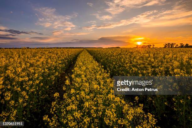 beautiful sunset on a rapeseed field. picturesque rural landscape - ukraine landscape stock-fotos und bilder