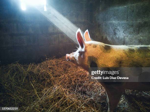 pig looking at the sun coming through the window. - pig nose 個照片及圖片檔