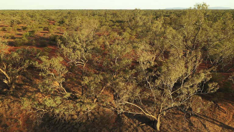 Aussie Outback Texture Outback Dirt Texture Videos and HD Footage - Getty Images