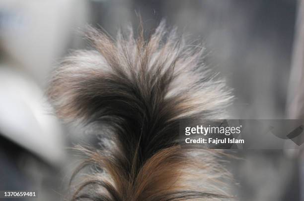 fluffy cat tail - hairy cat stock pictures, royalty-free photos & images