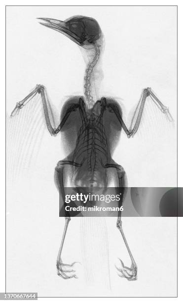 old engraved illustration of early x-ray photography, the fieldfare bird (turdus pilaris) - bird transparent stockfoto's en -beelden