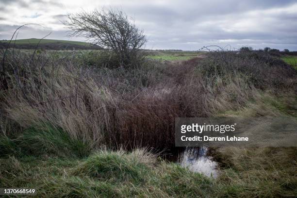 reeds & tree in somerset field - bog stock pictures, royalty-free photos & images