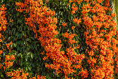 Flower vine with tropical orange and yellow flowers found in Nerja.